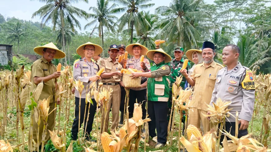 PANEN RAYA JAGUNG KWARTAL I OLEH POLRES TRENGGALEK DI DESA WATULIMO