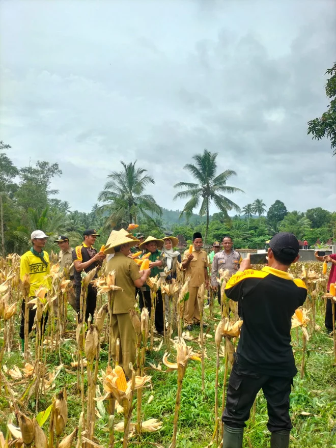 PANEN RAYA JAGUNG KWARTAL I OLEH POLRES TRENGGALEK DI DESA WATULIMO